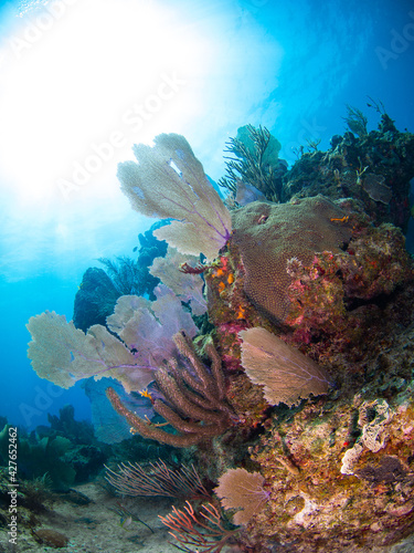 Purple sea fans and Sea rods (Playa del Carmen, Quintana Roo, Yucatan, Mexico) photo