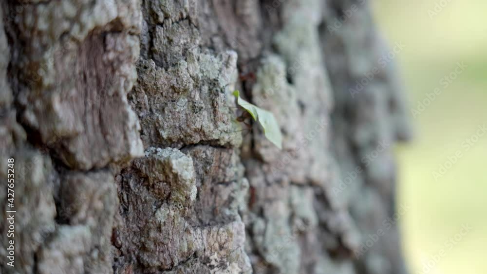 Texas Leafcutting Ants carring leafs down a oak tree. Close up shot of the ants along there trial back to base as they busily work before night fall. Clip 12 Texas Leafcutting Ants carring leafs down a oak tree. Close up shot of the ants along there trial back to base as they busily work before night fall. Clip 12