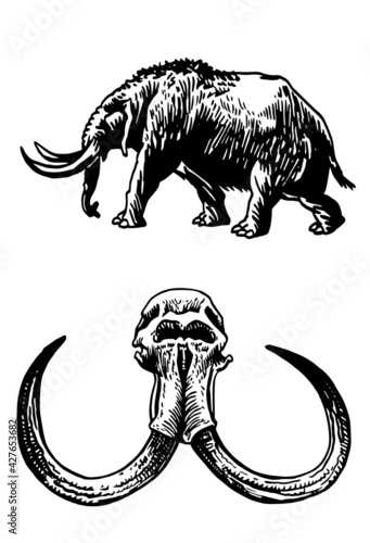 Graphical elements of mammoth and skull, paleontology set