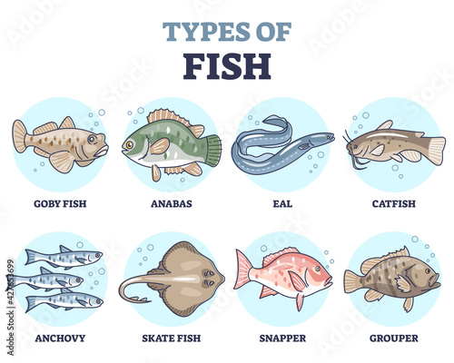 Types of fish as underwater wildlife species variety collection outline set