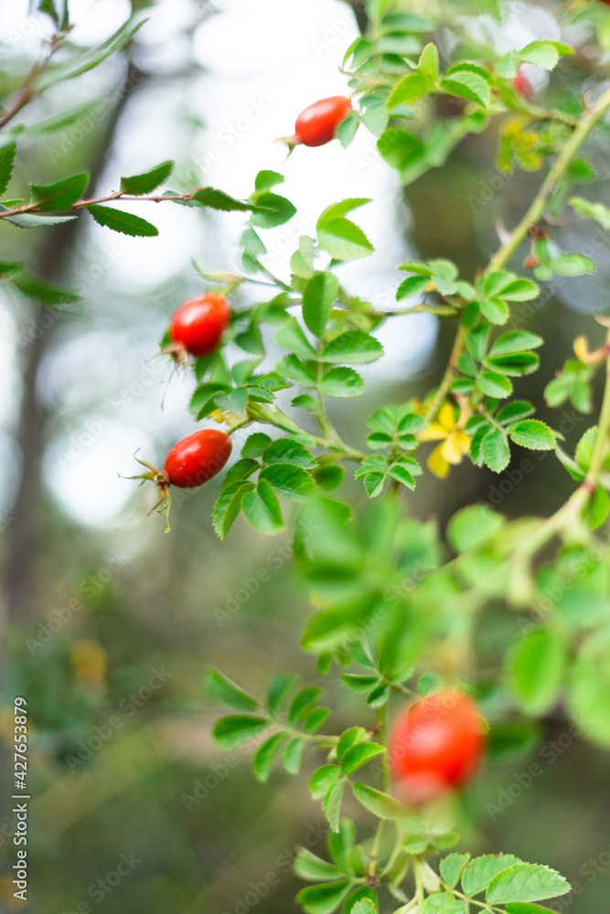 berries on a branch