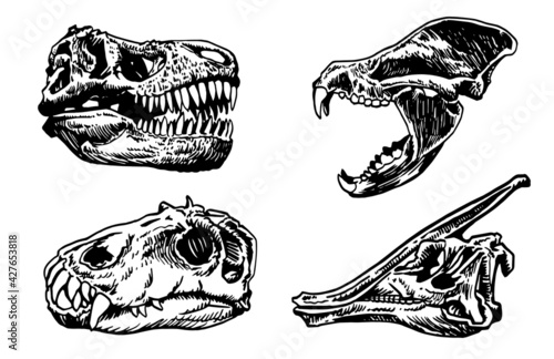 Graphical set of skulls of animals isolated on white background, vector elements,fossils