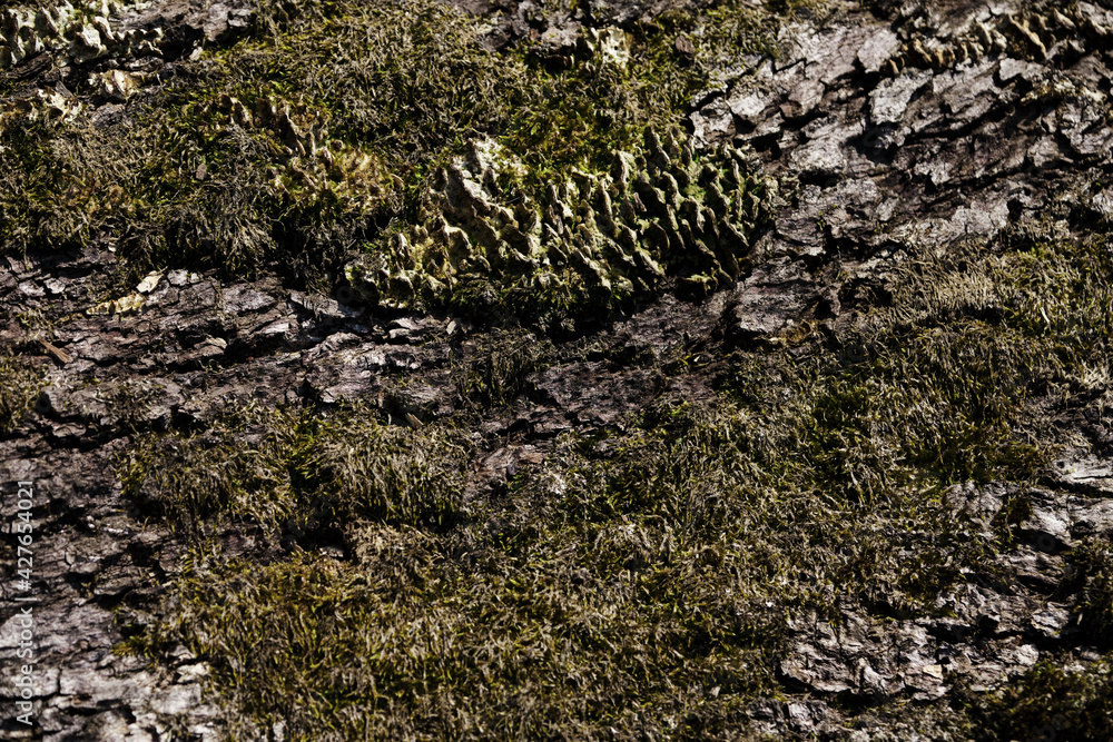Minimalistic forest background for design or advertising. Texture of tree bark with green soft moss close-up.