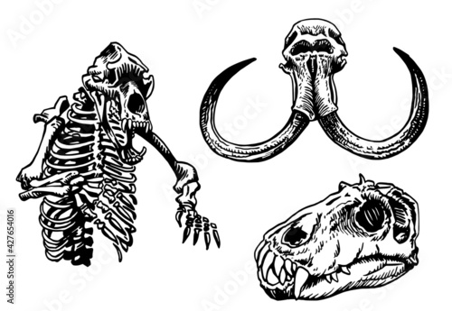 Graphical set of skulls of animals isolated on white background, vector elements,fossils