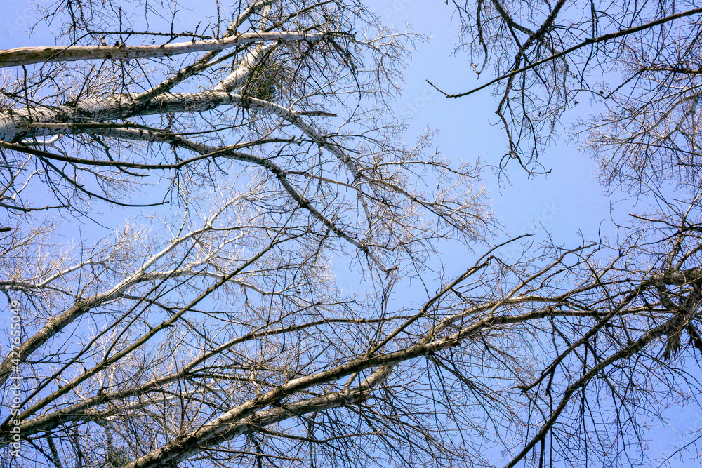 Bare trees, birches against an azure blue sky Bare trees, birches against an azure blue sky