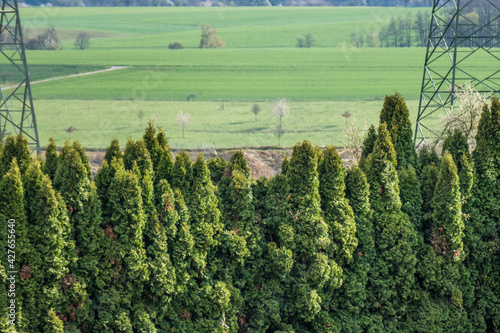 Thuja Hecke im Frühjahr photo