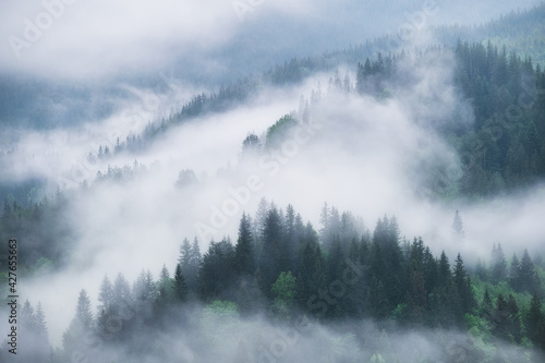 Foggy forest in the mountains. Landscape with trees and mist. Landscape after rain. A view for the background. Nature image. © biletskiyevgeniy.com