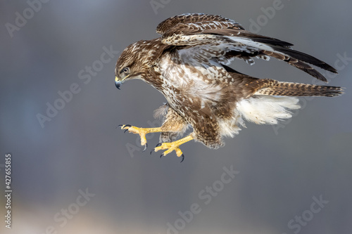 Common eurasian buzzard buteo buteo in attack with spreaded wings and open claws photo