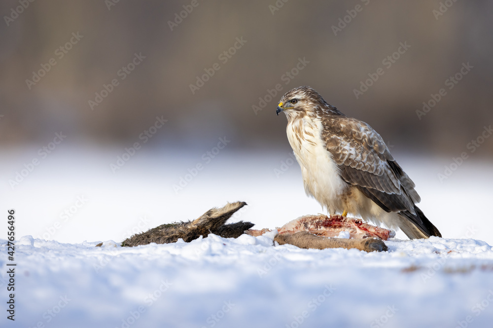 Pale morph of Common Eurasian buzzard buteo buteo on carrion in snow with beautiful blurry background, Schleswig-Holstein, Northern Germany
Pale morph of Common Eurasian buzzard buteo buteo on carrion in snow with beautiful blurry background, Schleswig-Holstein, Northern Germany