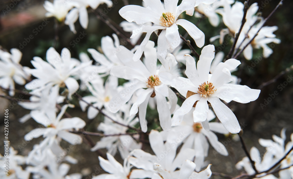 White petals and a yellow core on the flowers are scattered all over the bush. Plants and home gardening. A bush with decorative white flowers.