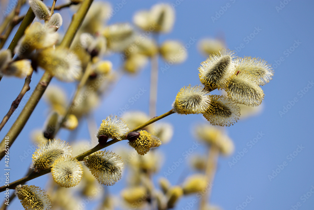 Pussy willow blooming on the branch. Yellow catkins in spring park on blue sky background, allergenic plant Pussy willow blooming on the branch. Yellow catkins in spring park on blue sky background, allergenic plant