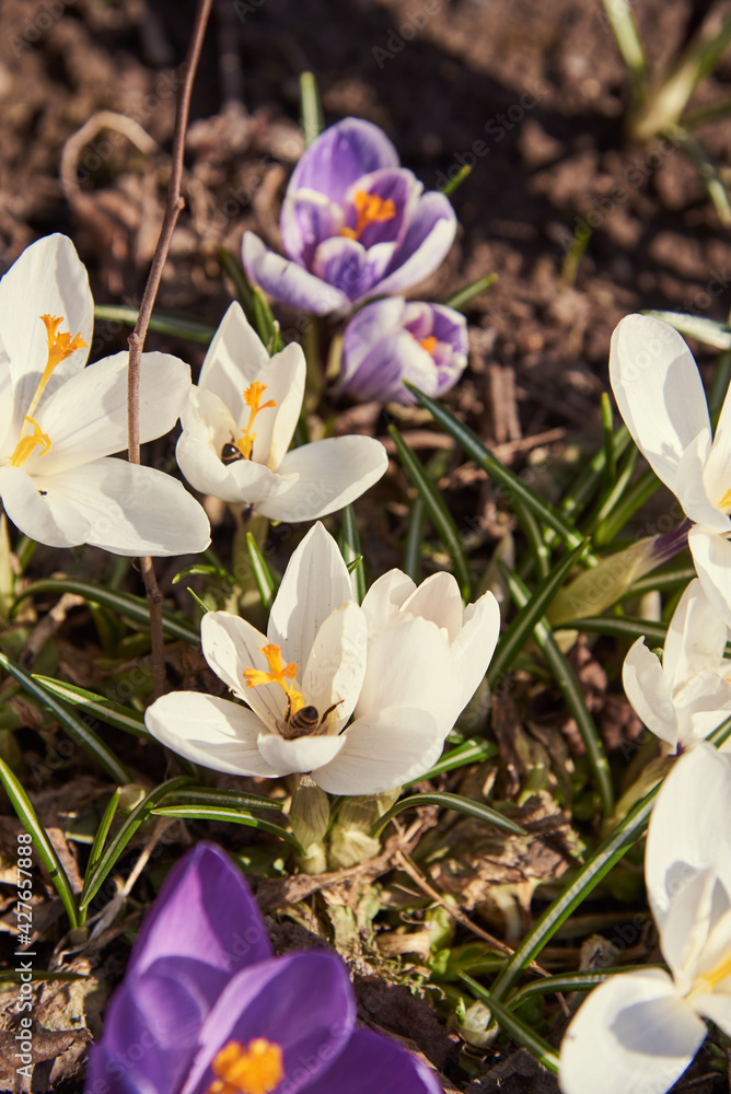 Bright spring crocuses on a flower bed in the garden. Bright spring crocuses on a flower bed in the garden.
