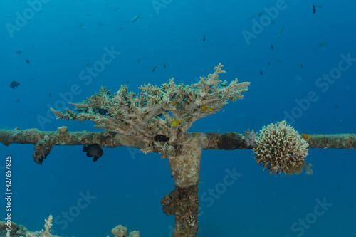 Coral reef and water plants in the Red Sea, Eilat Israel 