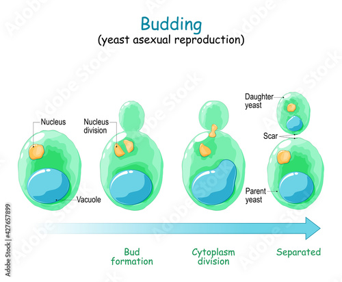 Budding. asexual reproduction of yeast cell