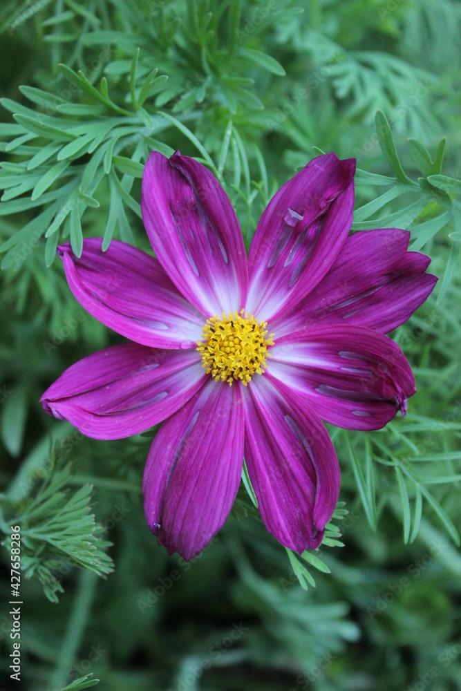 One garden daisy in a garden bed