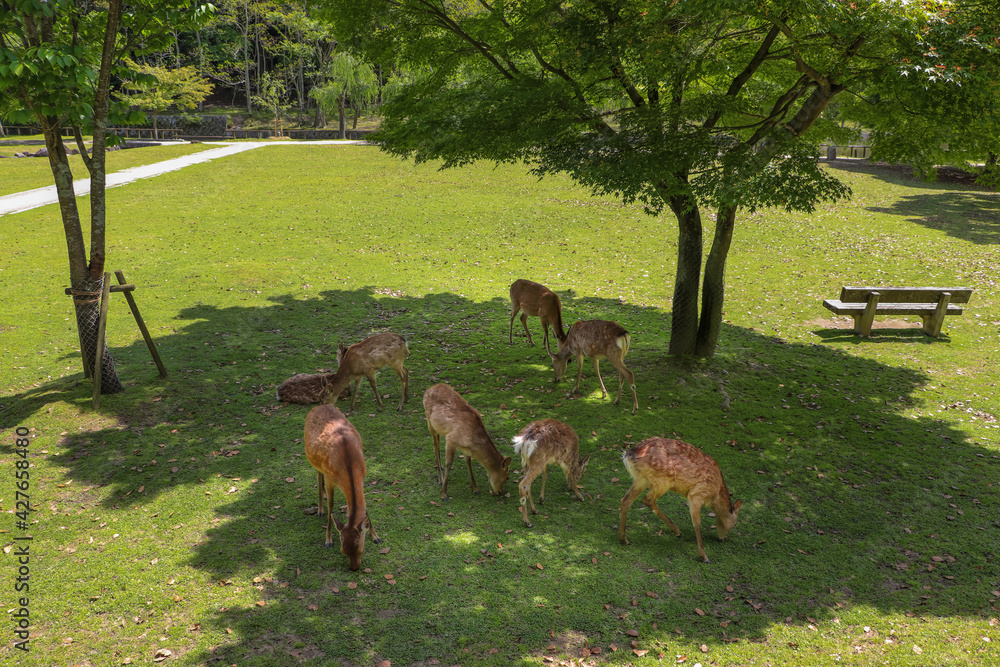 奈良公園の木陰で草を食む鹿の群れ 奈良公園の木陰で草を食む鹿の群れ