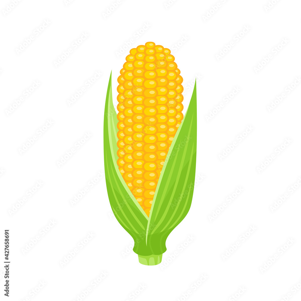 Obraz premium Corn cob vector icon. Cartoon sweet yellow maize isolated. Flat illustration.