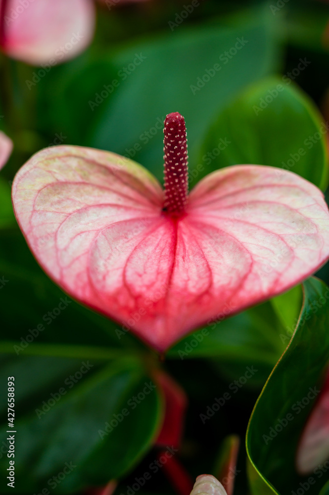 Botanical collection, blossoming Anthurium flamingo plants with green leaves Botanical collection, blossoming Anthurium flamingo plants with green leaves