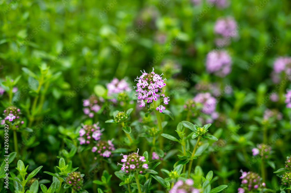 Botanical collection, purple blossom of medicinal and aromatic plant satureja or thyme Botanical collection, purple blossom of medicinal and aromatic plant satureja or thyme