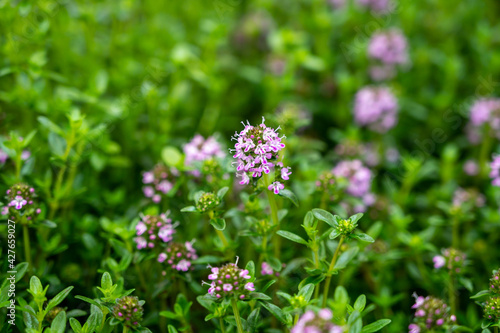Botanical collection, purple blossom of medicinal and aromatic plant satureja or thyme