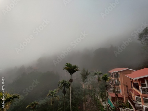 fog in the forest