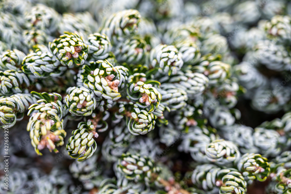 Botanical collection, young coniferous tree Abies koreana Botanical collection, young coniferous tree Abies koreana