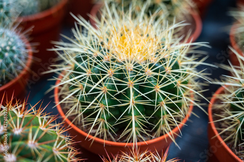 Botanical collection, different succulent prickly cactussen plants in garden shop photo