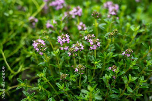 Botanical collection  purple blossom of medicinal and aromatic plant satureja or thyme
