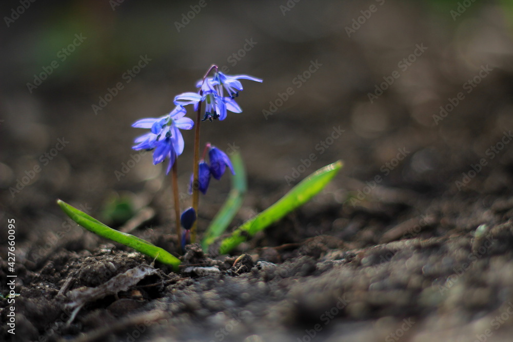 small blue flowers grow on the ground small blue flowers grow on the ground