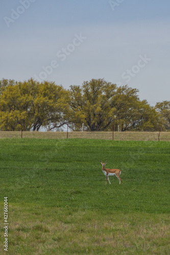 Antelope grazing in green field with trees in background and blue sky © Martina