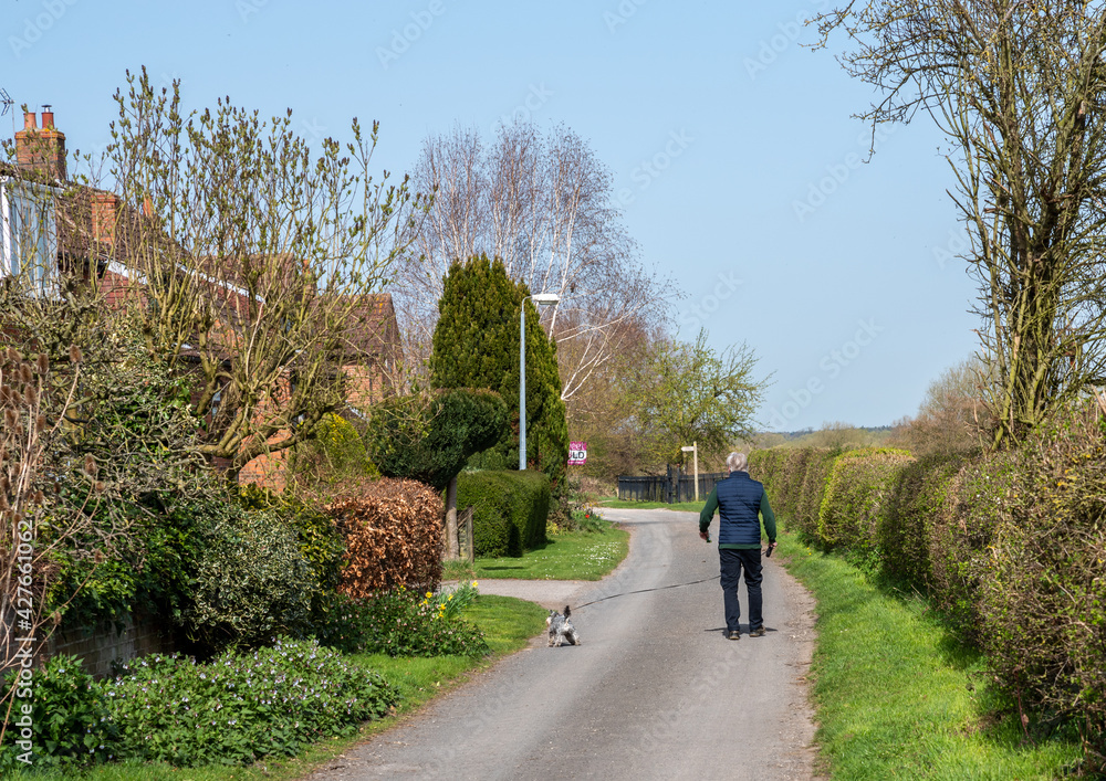 Fototapeta premium Male dog walker