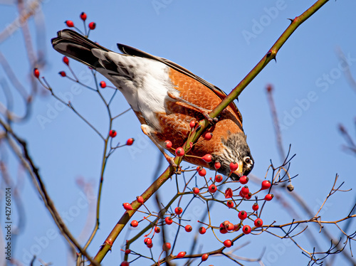 Bottom angle picture of robin bird reaching out for the berries