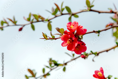 Blooming Japanese Quince  Chaenomeles japonica . japanese quince branch - blossoming