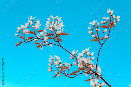 Blossom of serviceberry tree, Juneberry. Amelanchier lamarckii also called juneberry or shadbush is a large deciduous flowering shrub or small tree in the family Rosaceae