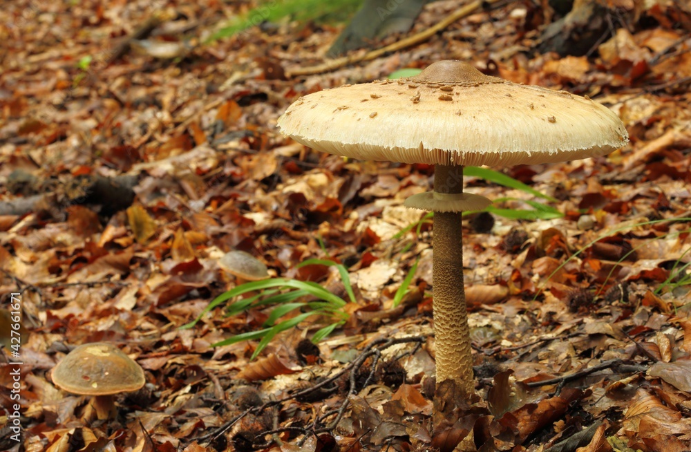 Macrolepiota procera, parasol mushroom. Macrolepiota procera, parasol mushroom.