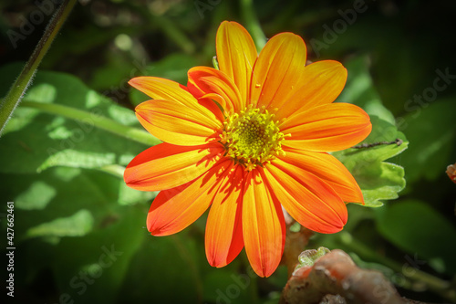 Marguerite gerbera Orange Coeur jaune