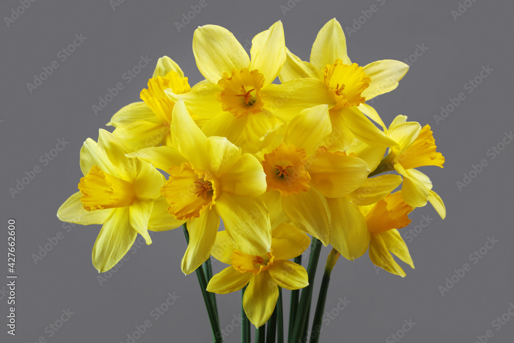 Bouquet of yellow daffodils on gray background for spring floral design. Bouquet of yellow daffodils on gray background for spring floral design.