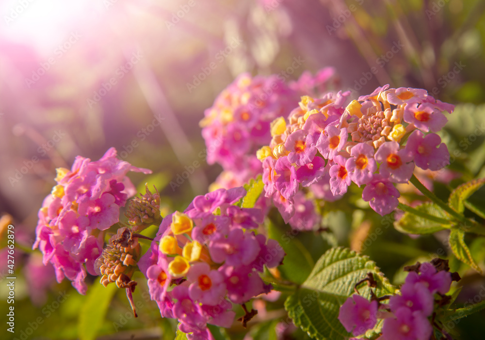 Fototapeta premium pink blossom garden flowers close-up