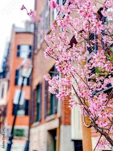 Boston Spring Beacon Hill