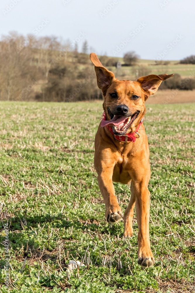 Beautiful female dog rhodesian ridgeback hound puppy outdoors on a meadow.  Rhodesian Ridgeback dog running across a spring pasture.