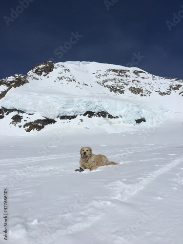 dog in the snow