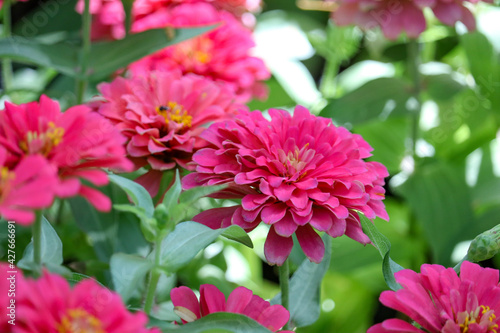 Pink zinnia flowers with green leaves background.