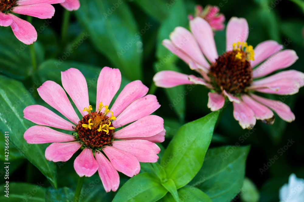 Obraz premium Pink zinnia flowers with green leaves background.