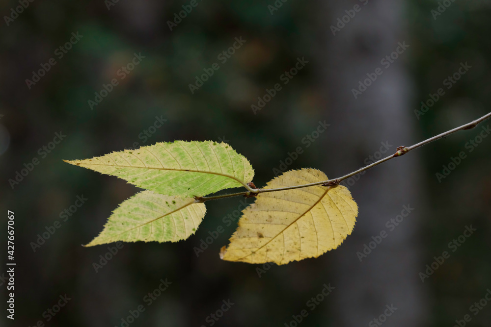 yellow birch leaves yellow birch leaves