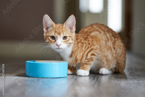Pet Ginger Cat Eating Food From Bowl Of Food At Home Looking At Camera