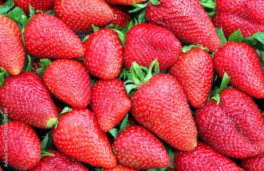 background of many ripe strawberries just harvested in spring background of many ripe strawberries just harvested in spring