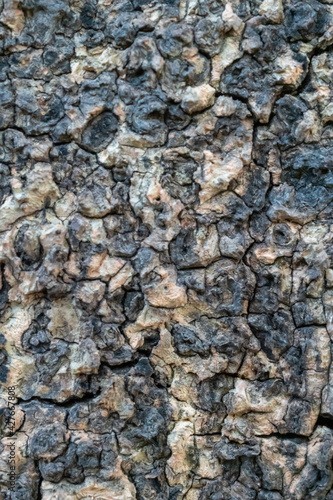Tree bark texture and background.