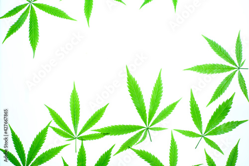 Cannabis, white background, copy space