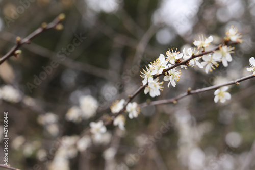 Blooming tree branch in the garden in spring. Place for your text