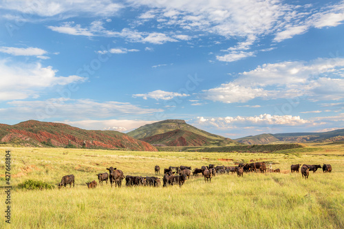 Fotografie Open range cattle grazing at foothills of Rocky Mountains in northern Colorado,